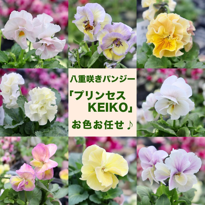 吉村農園さん生産の八重咲きパンジー「プリンセスKEIKO」お色お任せ