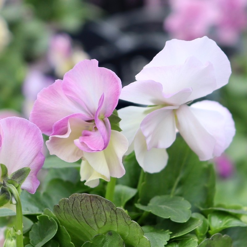 吉村農園さん生産の八重咲きパンジー「プリンセスKEIKO」お色お任せ