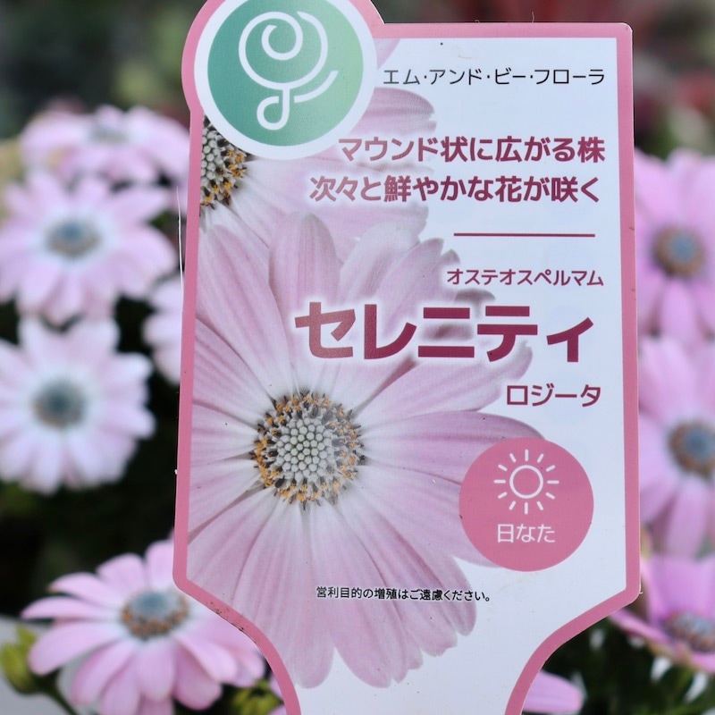 オステオスペルマム セレニティ ロジータ① 苗 とても優しい色合いに癒