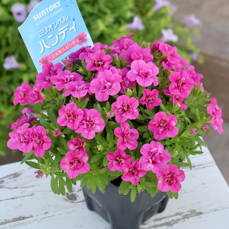 12_000000007369.jpg?1757169028