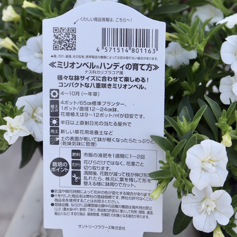 カリブラコア レモンスライス 4号ロング - メルカリ カリブラコア レモンスライス 4号ロング - メルカリ