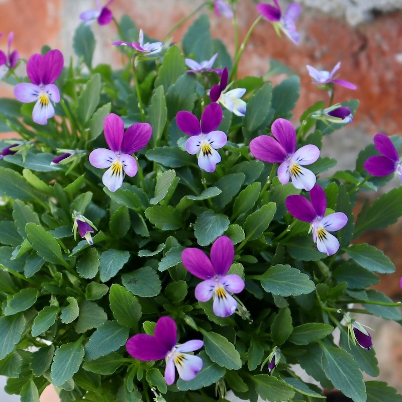 1_000000007869.jpg?1731488668