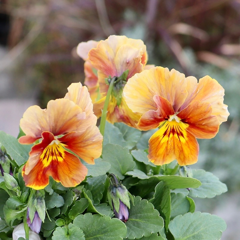 7_000000008169.jpg?1734585829