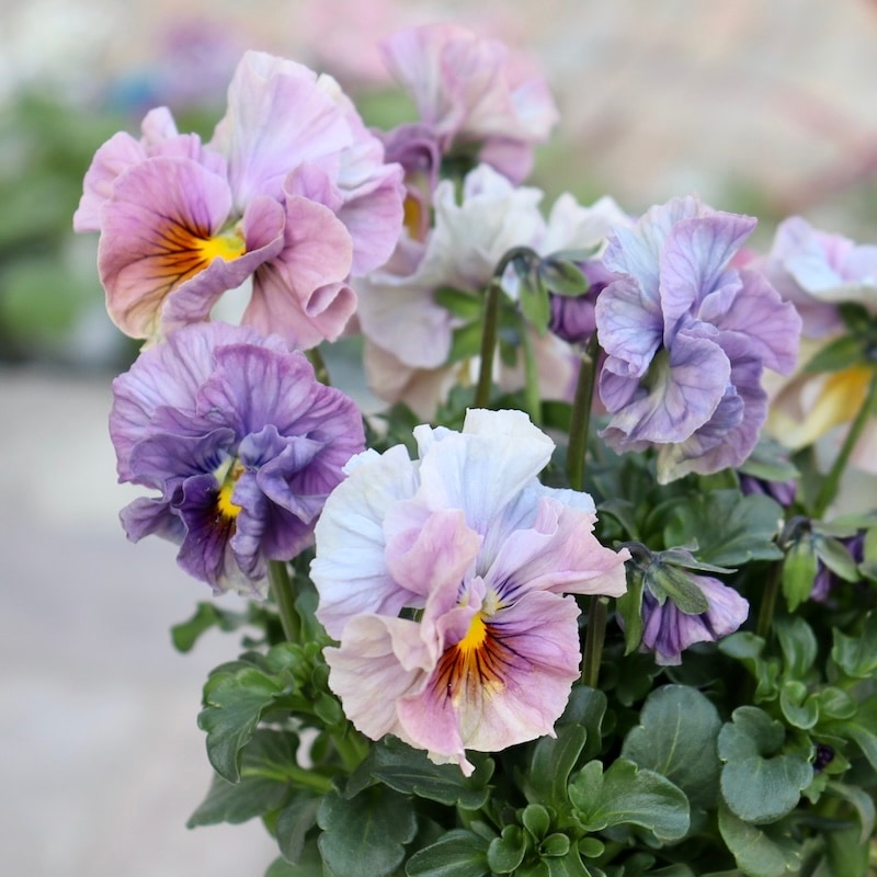 R*U様 桂風園✳︎パンジーフェデネージュ金縁ブルービオラフリルパンジー R*U様 桂風園✳︎パンジーフェデネージュ金縁ブルービオラフリルパンジー