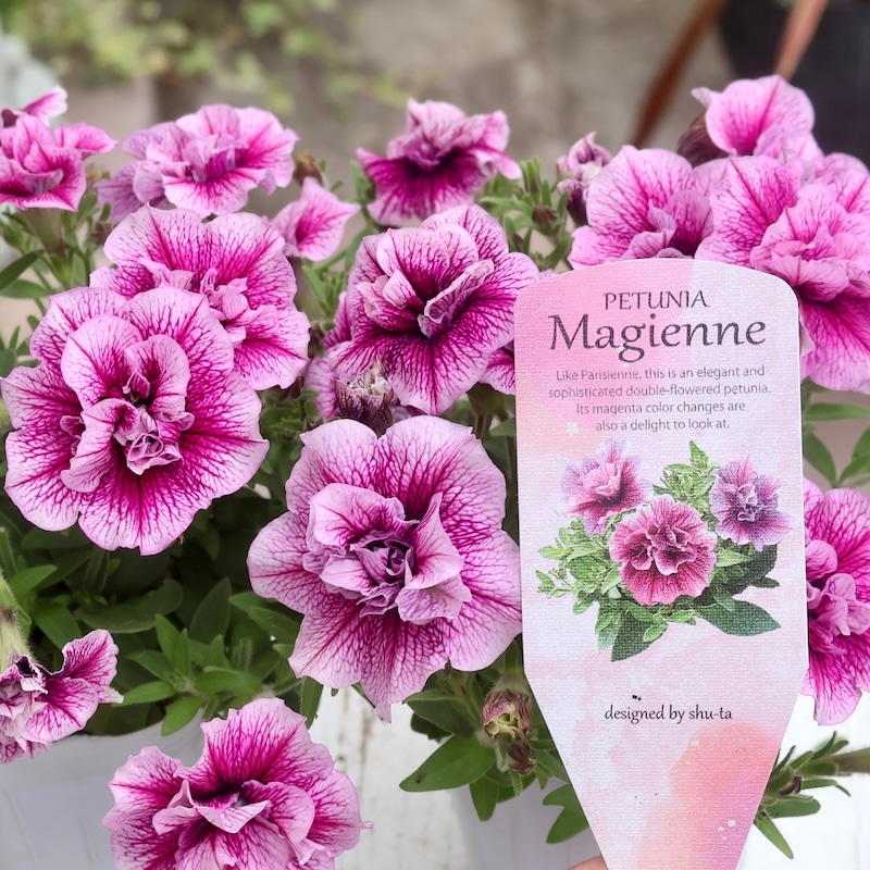 1_000000009269.jpg?1748694167