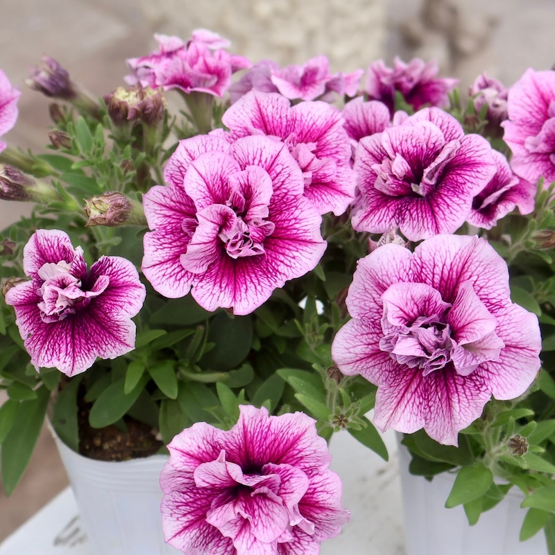 特別取り寄せ☆信頼の桂楓園さんの八重咲きペチュニア「マジェンヌ」(3