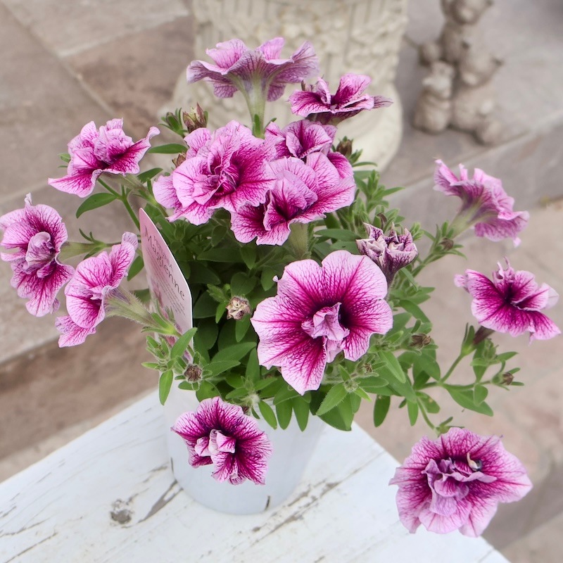 特別取り寄せ☆信頼の桂楓園さんの八重咲きペチュニア「マジェンヌ」(3