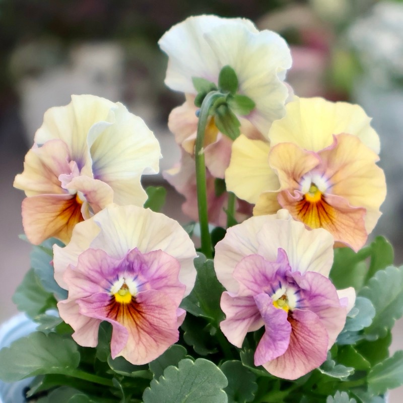 画像の現品1点限り☆桐生ふぁ~む×花日和さんのビオラ「アイクルール