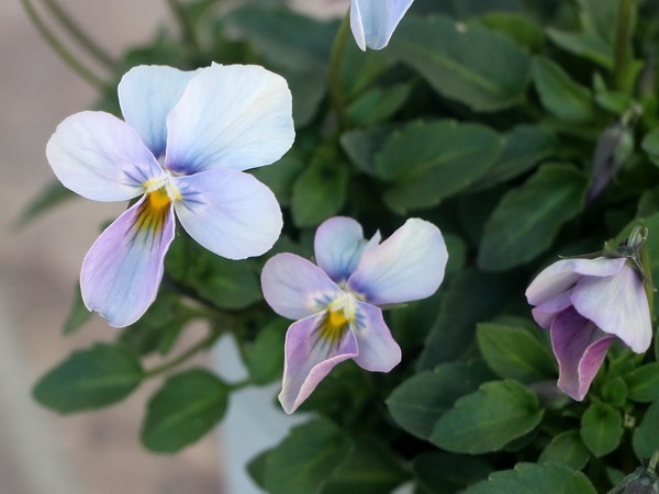 うえたビオラ「パピヨンワールド」79番(3.5号ポット)