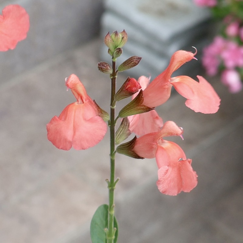 お得な2本植え♪《現品1点限り☆希少品種》サルビア・ヤメンシス