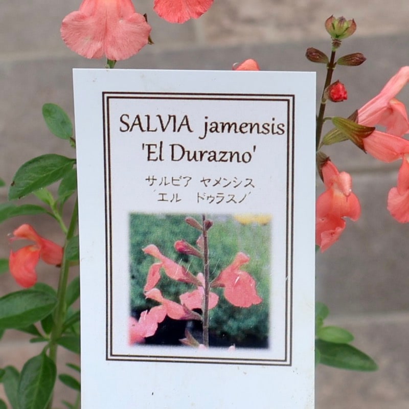 お得な2本植え♪《現品1点限り☆希少品種》サルビア・ヤメンシス