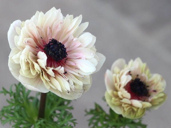 画像の現品 八重咲きアネモネ アンアリス 5号鉢 5番