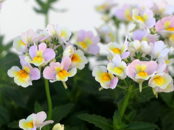 ネメシア「レモンパイNEO」(3号ロングポット)