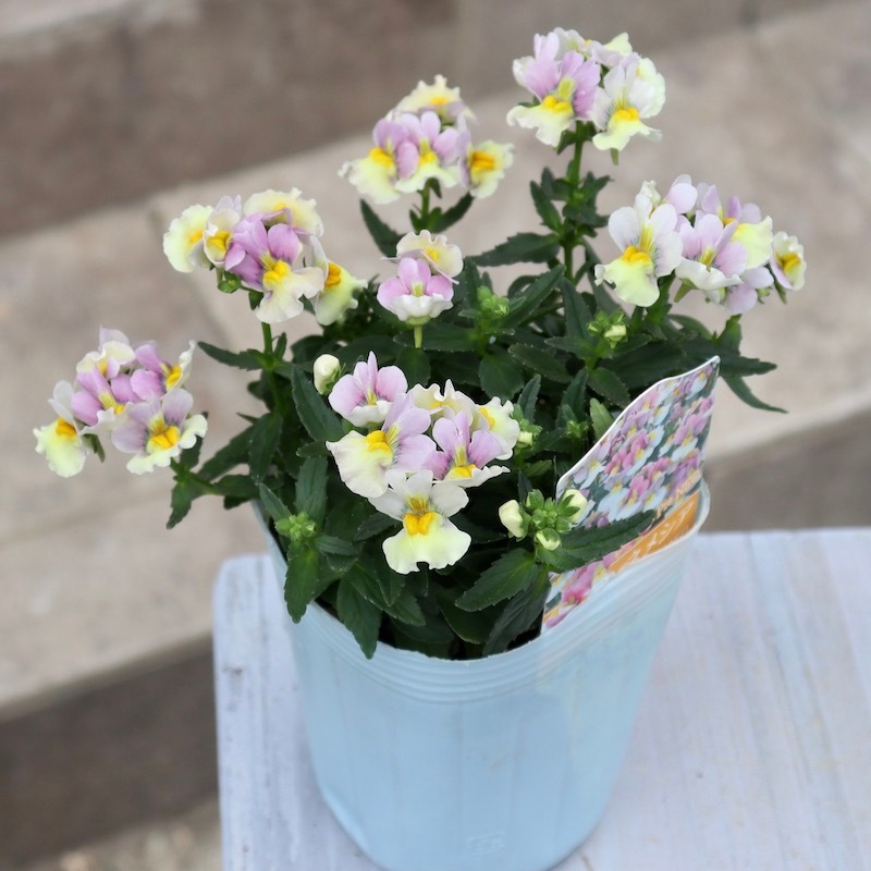 ネメシア「レモンパイNEO」(3号ロングポット)