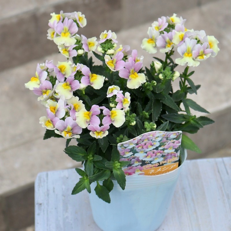 ネメシア「レモンパイNEO」(3号ロングポット)