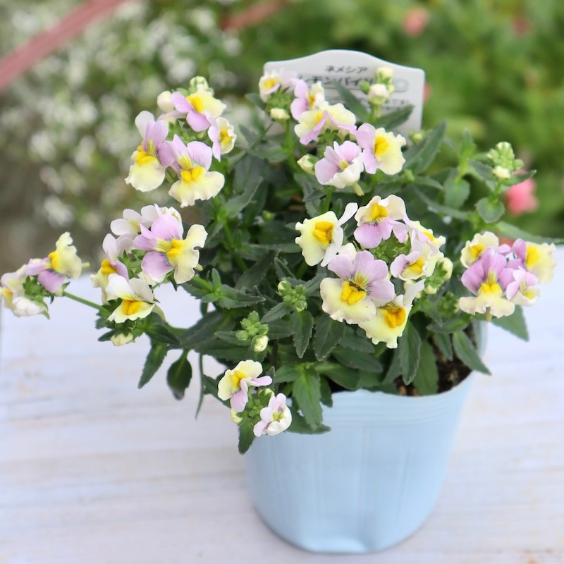 ネメシア「レモンパイNEO」(3号ロングポット)