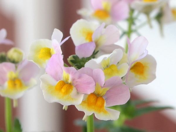 ネメシア「レモンパイNEO」(3号ロングポット)