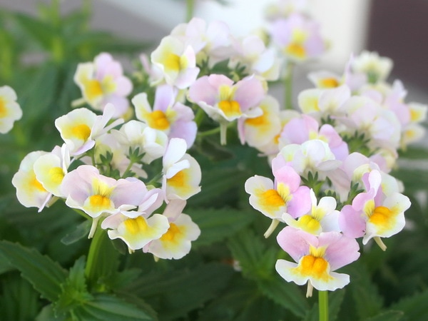 ネメシア「レモンパイNEO」(3号ロングポット)