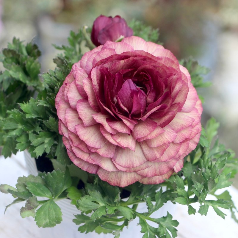 5_000000005470.jpg?1678209904