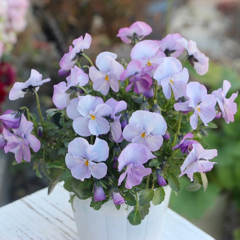 現品1点限り☆うえたビオラ 2022年度試験品種 22B-01(3.5号ポット)