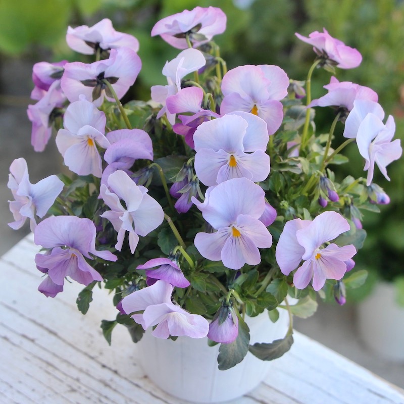 現品1点限り☆うえたビオラ 2022年度試験品種 22B-01(3.5号ポット)