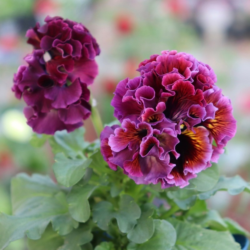 ドラキュラ　パンジー 画像でざっくりの色を選べる!! サトウ園芸さんのパンジー「ドラキュラ