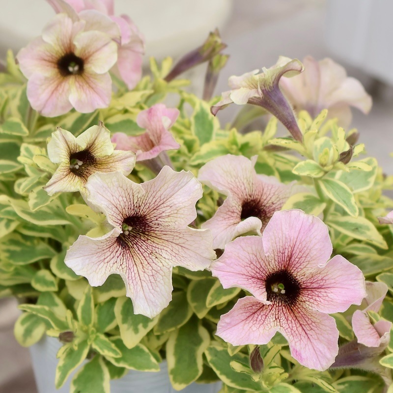 8_000000009270.jpg?1748698237