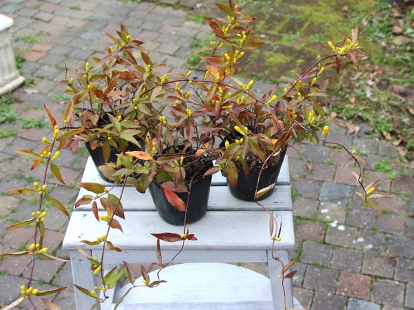 カロライナジャスミン ポット苗 コンパクトボックス発送｜カロライナ