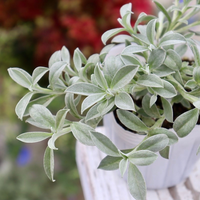 寒さに強いシルバーリーフ☆ヘリクリサム「ホワイトフェリー」