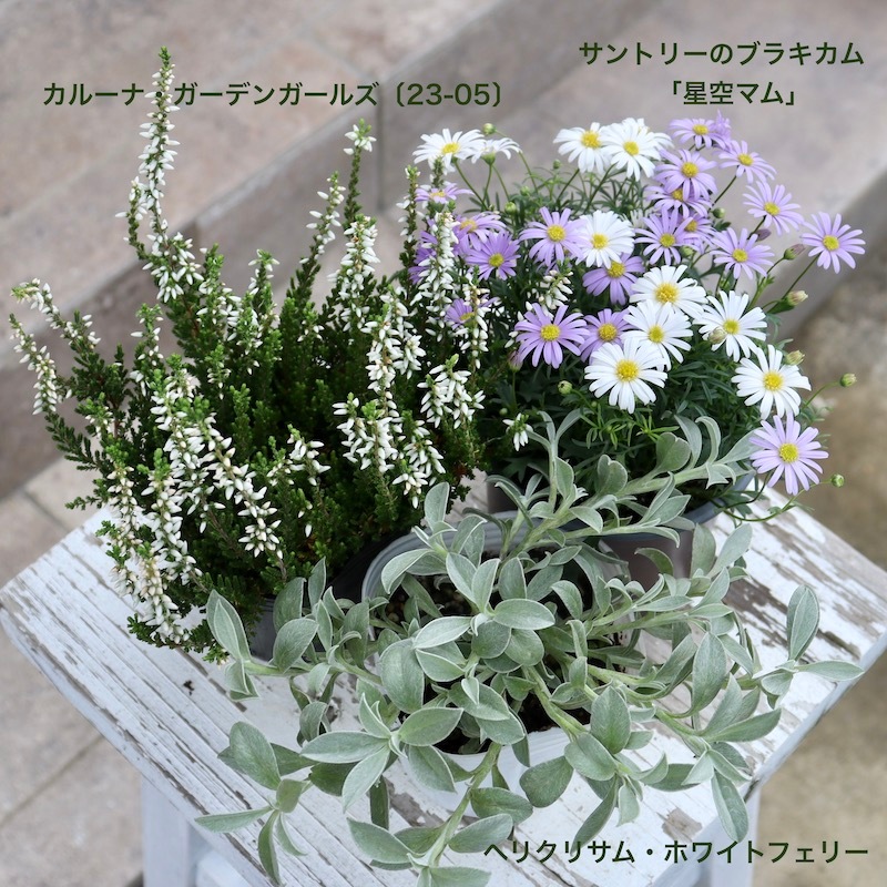 寒さに強いシルバーリーフ☆ヘリクリサム「ホワイトフェリー」