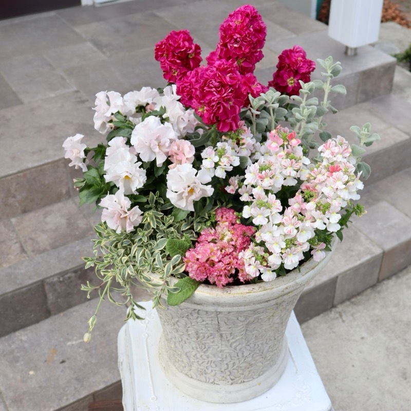 ゲブラさんのネメシア・BOSS限定プレミアム「フェアリーマーブルピンク」