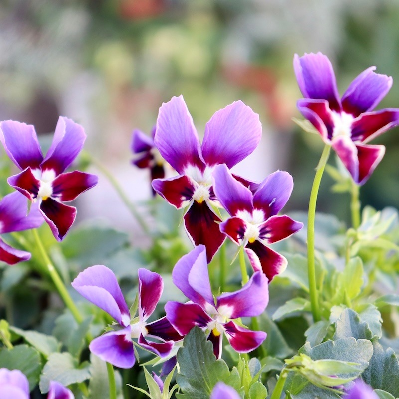 画像で花弁の色・形を選べる!!ゲブラ育種ビオラ「ミステリアスバニー」3番