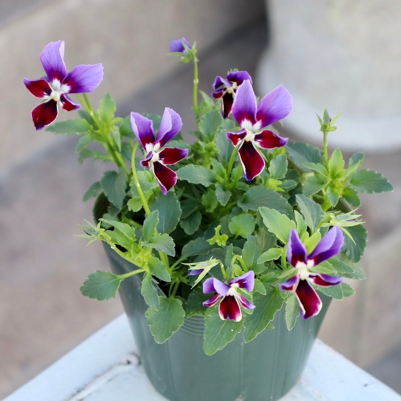 ☆まゆページ☆バラとダリアとピオニーの華やか豪華特大リース❀リース