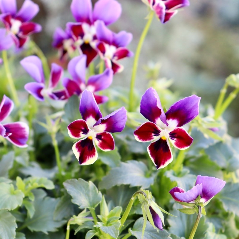 画像で花弁の色・形を選べる!!ゲブラ育種ビオラ「ミステリアスバニー」3番