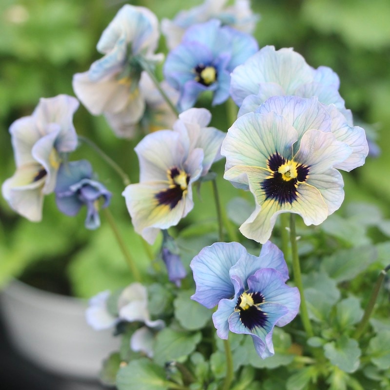 画像の現品1点限り!!石川園芸さんのビオラ「レディ」＜21-15＞