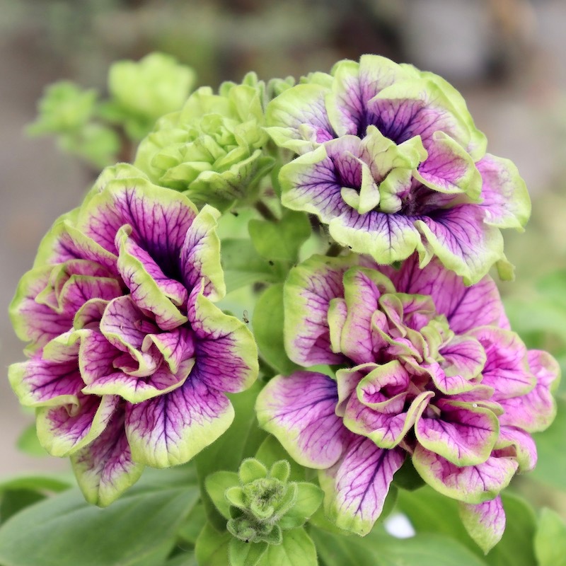 ガルテン湘南さんの八重咲きペチュニア「湘南ヴィオーレ・ヴェルデ