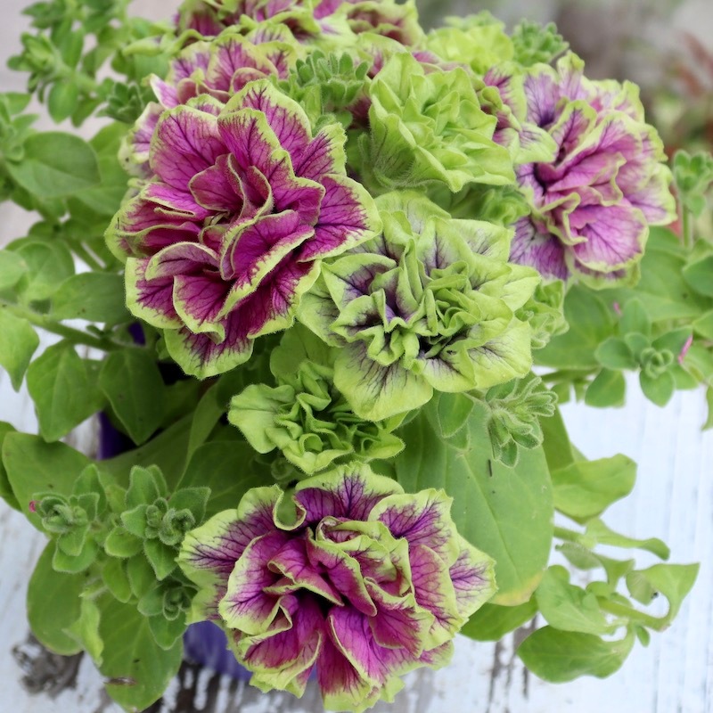 ガルテン湘南さんの八重咲きペチュニア「湘南ヴィオーレ・ヴェルデ