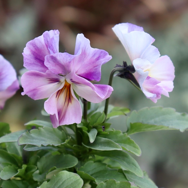 エクアドル エドゥアルド・ベガ フラワーベース ヴィンテージ 稀少 エクアドル エドゥアルド・ベガ フラワーベース ヴィンテージ 稀少