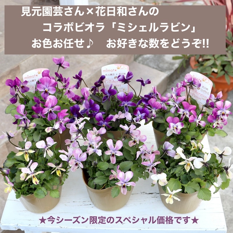 mikarinさま　ＦＲ2♥ スイーツMIXビオラ　Ｈ＆Ｌプランテーション mikarinさま FR2♥ スイーツMIXビオラ H＆Lプランテーション 自分