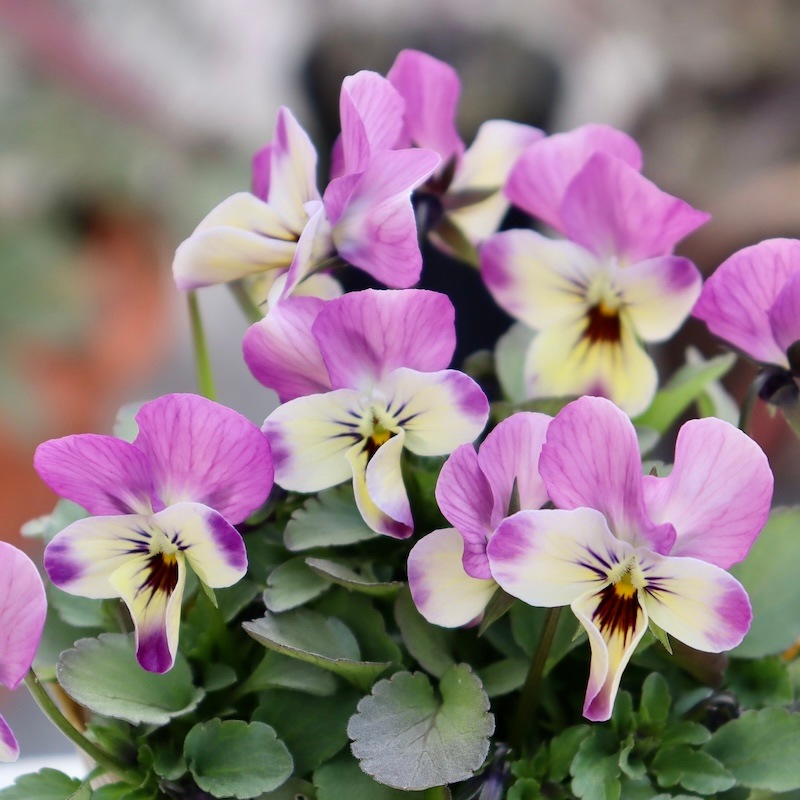 今回限りのスペシャル価格】見元園芸さん×花日和さんのコラボビオラ