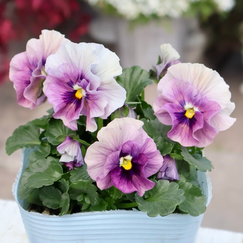 画像の現品1点限り☆桐生ふぁ~む×花日和さんのビオラ「アイクルール