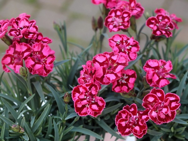 ダイアンサス・ディアンティカ「ストロベリークリーム」