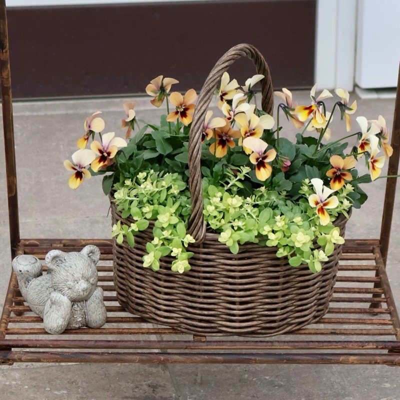 ヘリクリサム ライムミニ