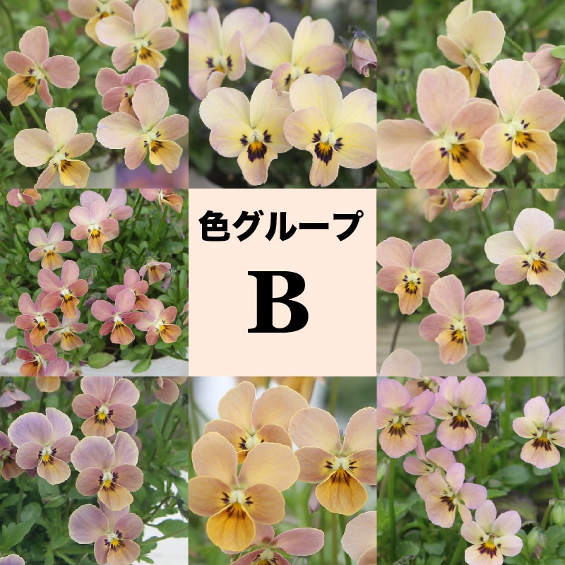 今期がラスト出荷》希少☆秋田さんの極小輪ビオラ「多摩の星空」<色