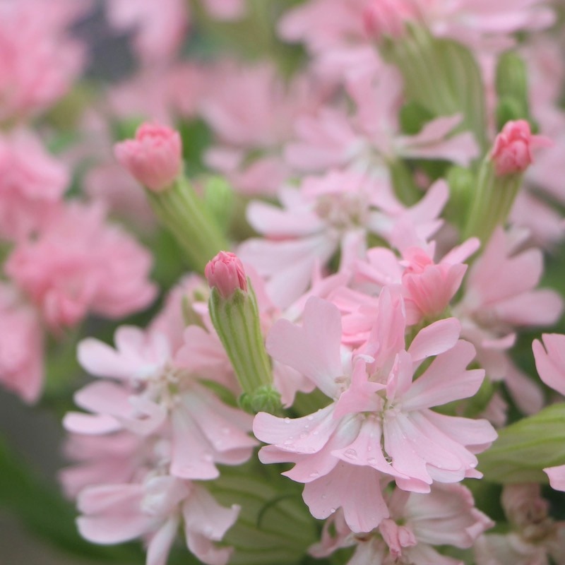可愛い開花株♪八重咲き!! シレネ「ピーチブロッサム」