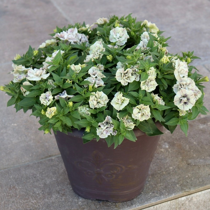 画像の現品1点限り☆風散歩自信作♪花芳さんのペチュニア