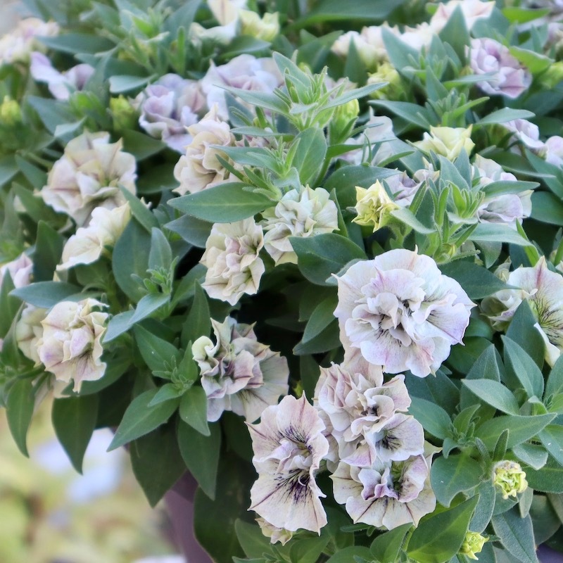 画像の現品1点限り☆風散歩自信作♪花芳さんのペチュニア