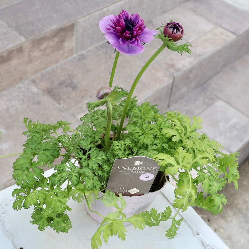 2024年NEW☆2年生株のプレミアム八重咲きアネモネ「アンアリス」2番