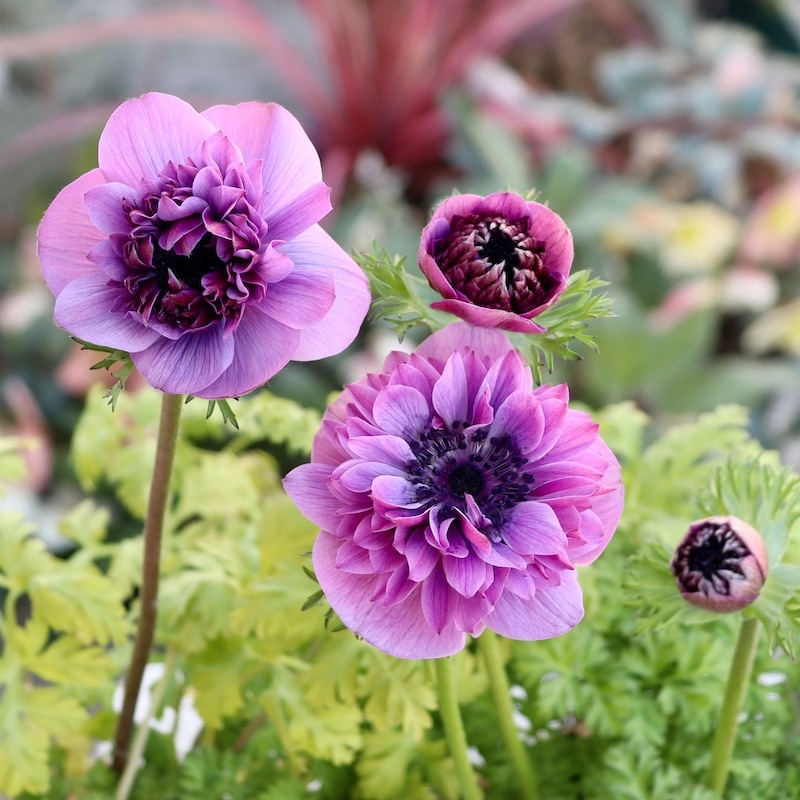 ムラサキの魅惑なアネモネ ムラサキの魅惑なアネモネ