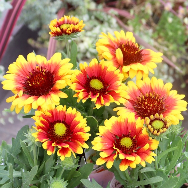 ラスト!!初冬まで途切れず咲く多年草☆ガイラルディア・スピントップ